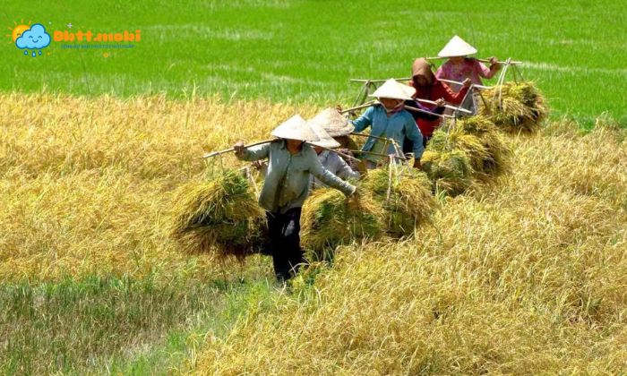Gio Mua Ha Giup Tham Canh Tang Vu